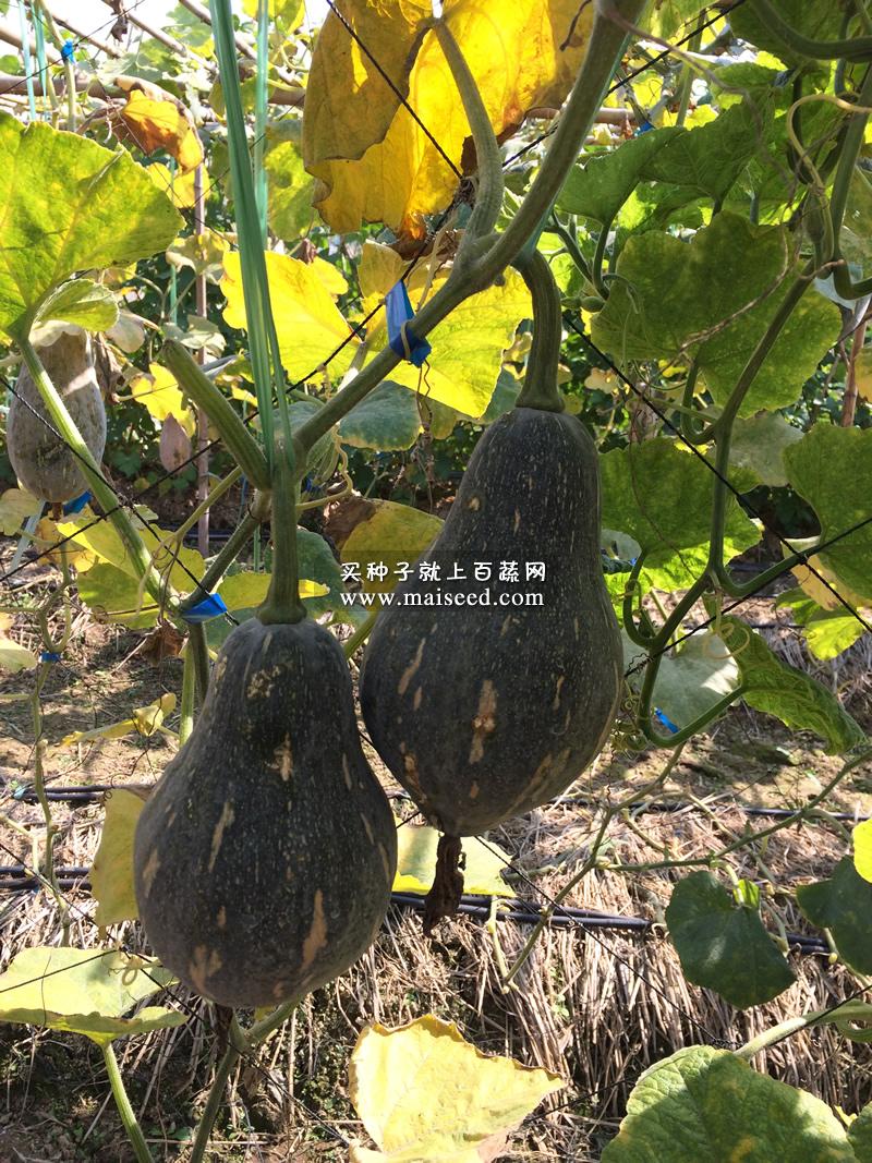 广州卓艺 香芋南瓜种子 农科院老专家选育 香味特浓 肉质致密 味香 适宜出口 南瓜种子 100粒