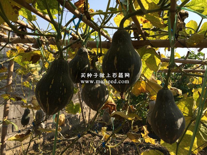广州卓艺 香芋南瓜种子 农科院老专家选育 香味特浓 肉质致密 味香 适宜出口 南瓜种子 100粒