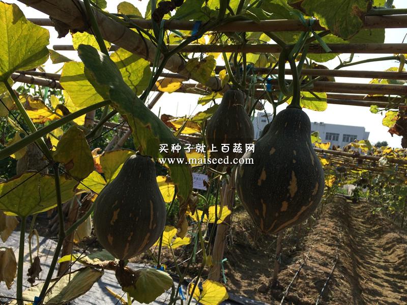 广州卓艺 香芋南瓜种子 农科院老专家选育 香味特浓 肉质致密 味香 适宜出口 南瓜种子 100粒