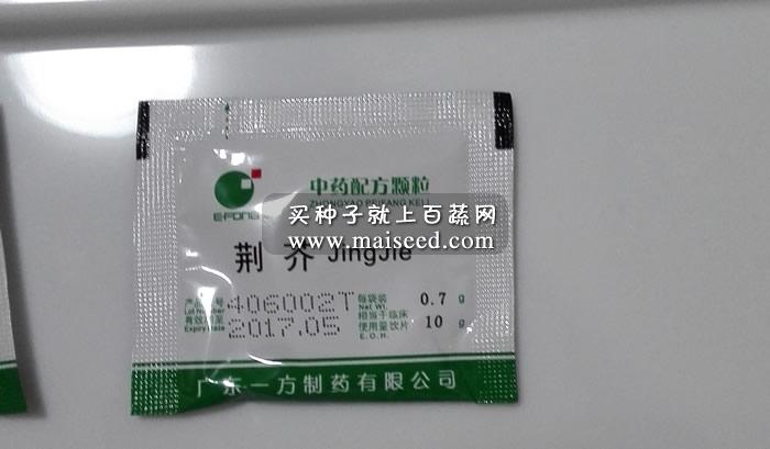 大叶荆芥种子 夏季难得罕见稀有品种 叶带有奇特的异香 荆芥种子 亩产量3000公斤