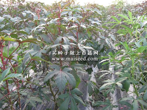 武汉蔬菜所红箭秋葵种子 果实外皮红色 亩产量2000kg 武汉蔬菜所出品 秋葵种子 10克装
