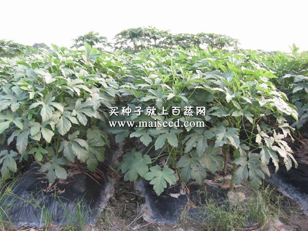 湖南瓜类所 南湘黄秋葵种子 始花期70天 亩产约2000kg 秋葵种子(20克装)