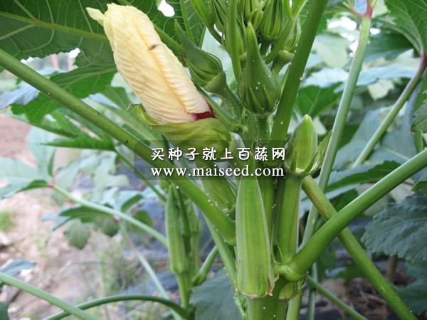 湖南瓜类所 南湘黄秋葵种子 始花期70天 亩产约2000kg 秋葵种子(20克装)