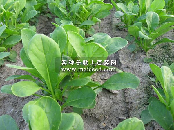江门利隆种苗 早熟快大萝卜苗菜种子 18天就可采收上市 45天就可采收萝卜 萝卜种子 30克装