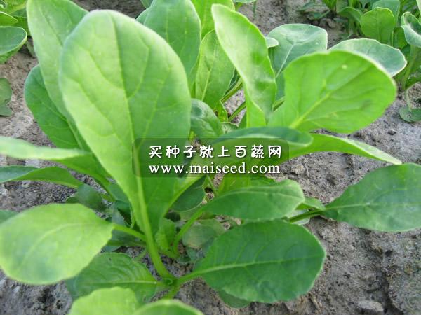 广州广联 萝卜青菜苗种子 早生 叶片鲜绿色 品质鲜嫩 萝卜青菜苗种子 400克
