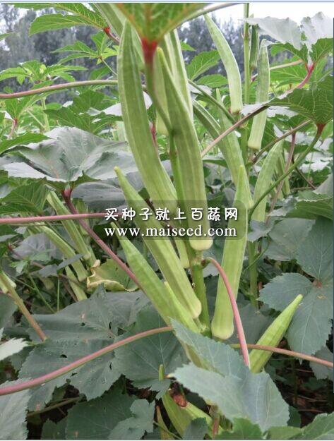 湖南瓜类所 南湘黄秋葵种子 始花期70天 亩产约2000kg 秋葵种子(20克装)