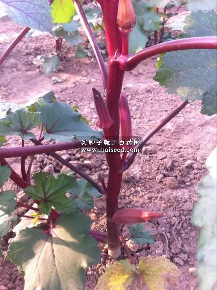 武汉蔬菜所红箭秋葵种子 果实外皮红色 亩产量2000kg 武汉蔬菜所出品 秋葵种子 10克装
