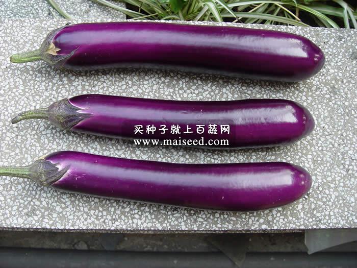 广东粤蔬 农丰三号紫红茄种子 广东农科院选育 末期挂果超靓不变短 农科院最新品种 茄子种子 5克装
