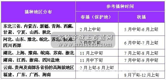 台湾长胜 紫福紫甘蓝种子 早中生 耐热耐湿 定植后70-80天可采收 甘蓝种子 10克装
