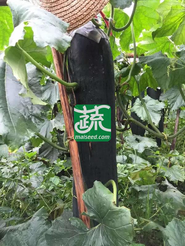 清远清蔬 墨钻730铁心杂交黑皮冬瓜种子  果实炮弹形 瓜型较长 单瓜可达30kg 冬瓜种子 2017年畅销品种 15克装