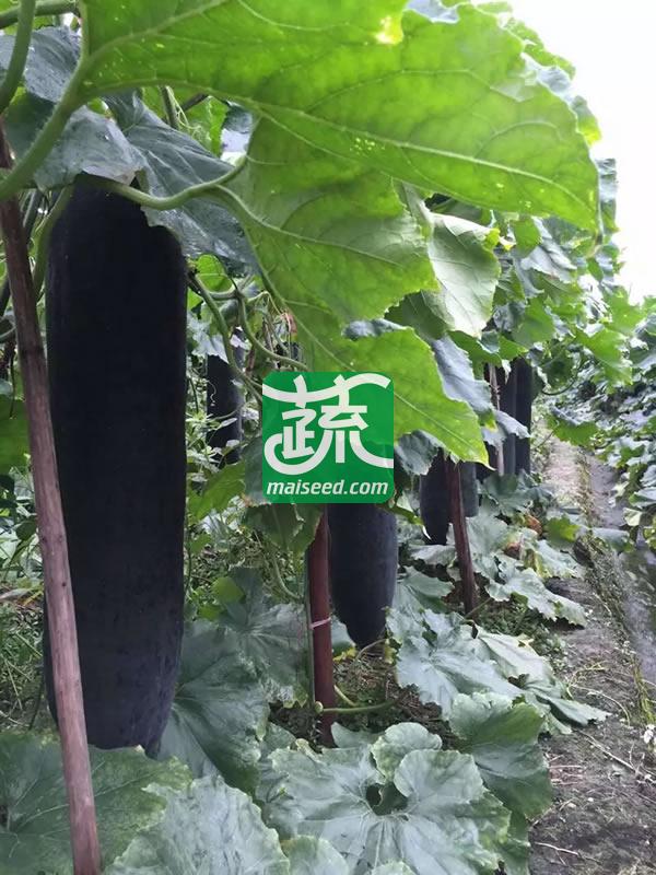 清远清蔬 墨钻730铁心杂交黑皮冬瓜种子  果实炮弹形 瓜型较长 单瓜可达30kg 冬瓜种子 2017年畅销品种 15克装
