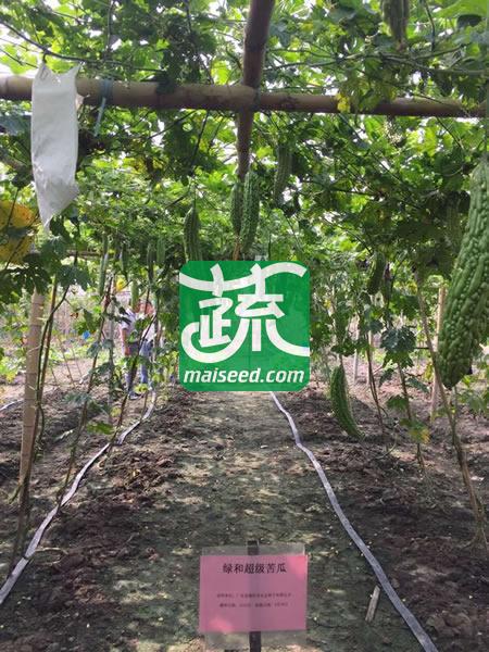 揭阳农友 揭研三交种绿和超级苦瓜种子 极早熟 抗病能力强 丰产型品种 苦瓜种子 10克装