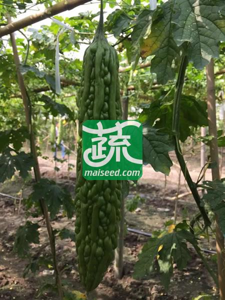 揭阳农友 揭研三交种绿和超级苦瓜种子 极早熟 抗病能力强 丰产型品种 苦瓜种子 10克装
