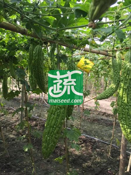 揭阳农友 揭研三交种绿和超级苦瓜种子 极早熟 抗病能力强 丰产型品种 苦瓜种子 10克装