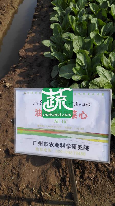 广州乾农 菜科所 穗农油绿802菜心种子 基叶近圆形 油绿有光泽 商品性优良 菜心种子 200克装