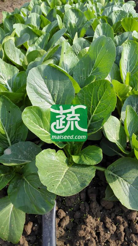 广州乾农 菜科所 穗农油绿802菜心种子 基叶近圆形 油绿有光泽 商品性优良 菜心种子 200克装