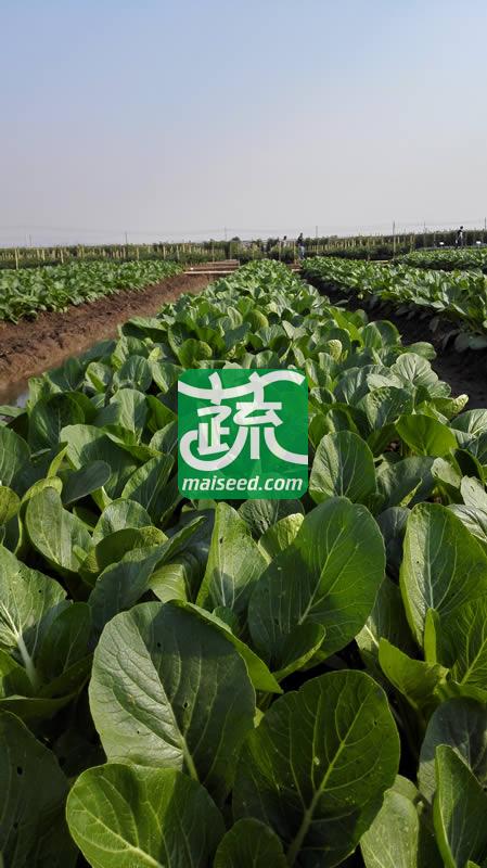 广州乾农 菜科所 穗农油绿802菜心种子 基叶近圆形 油绿有光泽 商品性优良 菜心种子 200克装