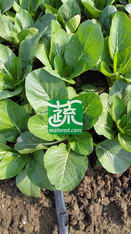 广州乾农 菜科所 穗农油绿802菜心种子 基叶近圆形 油绿有光泽 商品性优良 菜心种子 200克装