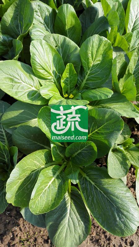 广州乾农 菜科所 穗农油绿802菜心种子 基叶近圆形 油绿有光泽 商品性优良 菜心种子 200克装