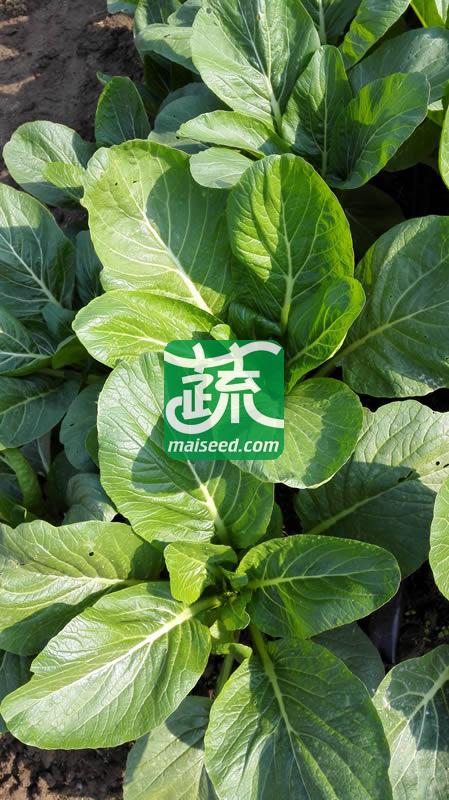 广州乾农 菜科所 穗农油绿802菜心种子 基叶近圆形 油绿有光泽 商品性优良 菜心种子 200克装