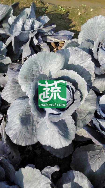 台湾长胜 紫福紫甘蓝种子 早中生 耐热耐湿 定植后70-80天可采收 甘蓝种子 10克装