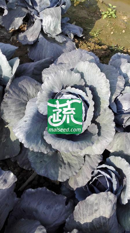 台湾长胜 紫福紫甘蓝种子 早中生 耐热耐湿 定植后70-80天可采收 甘蓝种子 10克装