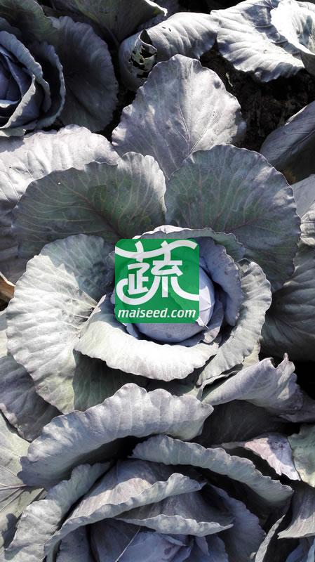 台湾长胜 紫福紫甘蓝种子 早中生 耐热耐湿 定植后70-80天可采收 甘蓝种子 10克装