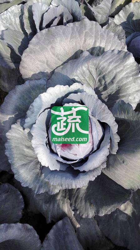台湾长胜 紫福紫甘蓝种子 早中生 耐热耐湿 定植后70-80天可采收 甘蓝种子 10克装