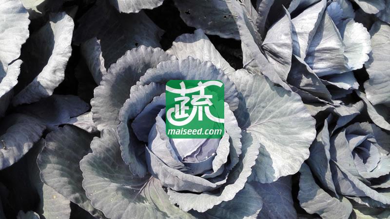 台湾长胜 紫福紫甘蓝种子 早中生 耐热耐湿 定植后70-80天可采收 甘蓝种子 10克装