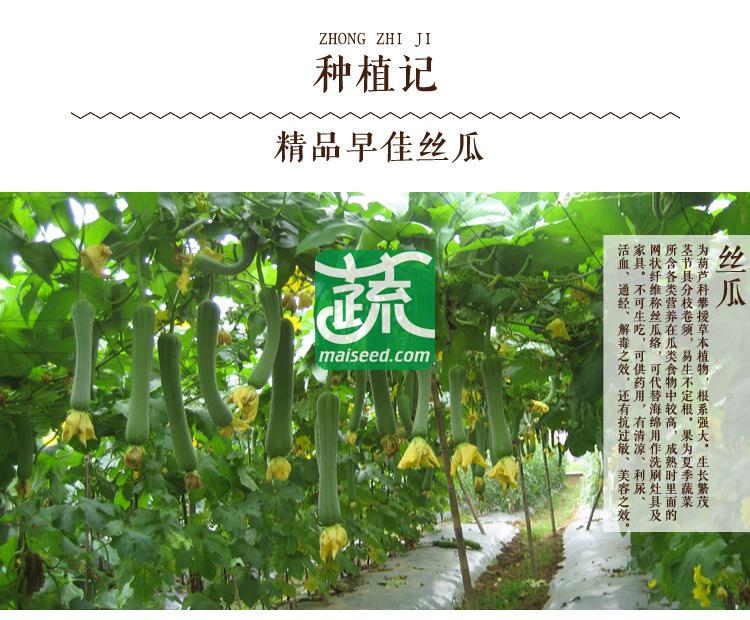 湖南湘妹籽种业 精品早佳丝瓜种子 肉丝瓜类型 连续座果能力特强 单果重400-450克 商品性极佳 丝瓜种子 10克装