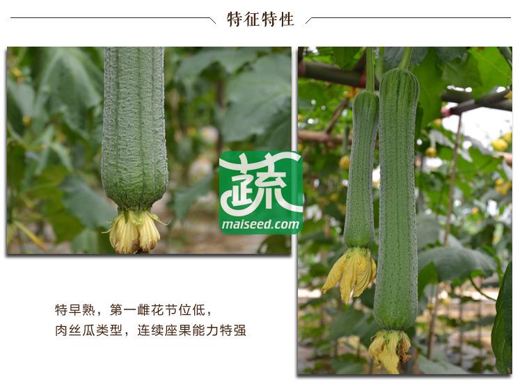 湖南湘妹籽种业 精品早佳丝瓜种子 肉丝瓜类型 连续座果能力特强 单果重400-450克 商品性极佳 丝瓜种子 10克装