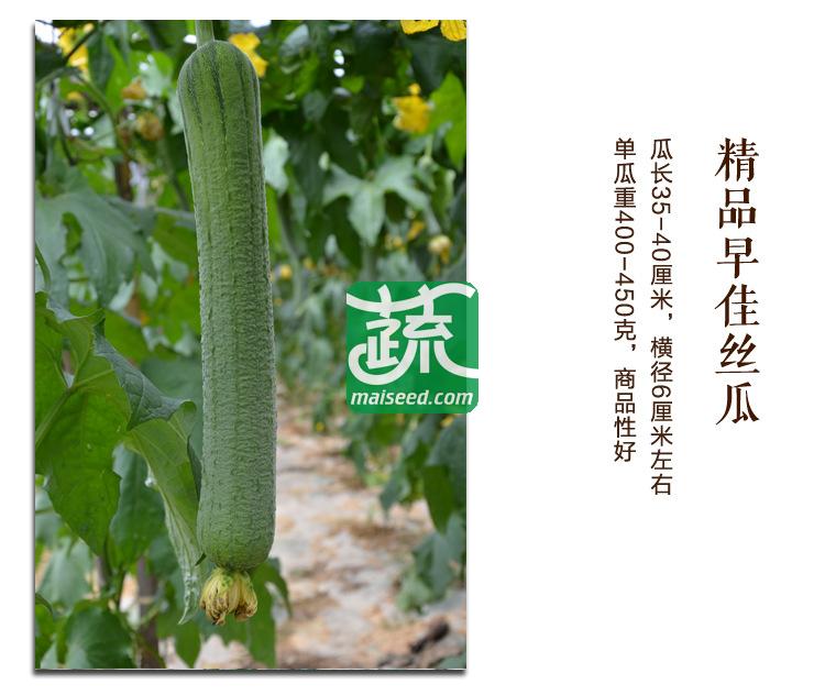 湖南湘妹籽种业 精品早佳丝瓜种子 肉丝瓜类型 连续座果能力特强 单果重400-450克 商品性极佳 丝瓜种子 10克装
