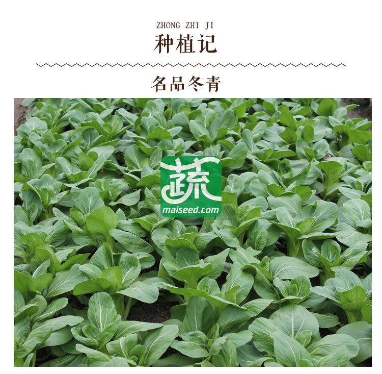 湖南湘妹籽种业 冬青小白菜种子 冬性强 生长快 耐低温 极耐油菜 小白菜种子 10克装