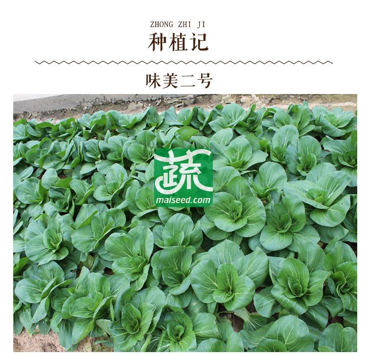 湖南湘妹籽种业 味美2号白菜种子 抗热 抗菌 耐雨 叶色翠绿 叶面平展 叶柄绿且宽厚 产量高 10克装