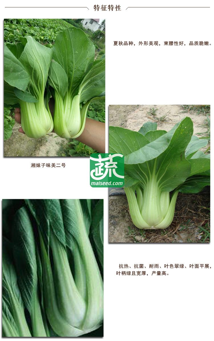 湖南湘妹籽种业 味美2号白菜种子 抗热 抗菌 耐雨 叶色翠绿 叶面平展 叶柄绿且宽厚 产量高 10克装