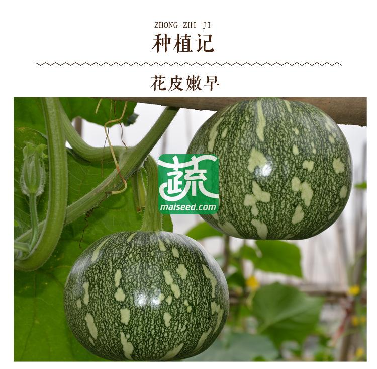 湖南湘妹籽种业 花皮嫩早南瓜种子 肉厚 早熟 高园形 耐低温 南瓜种子 10克装