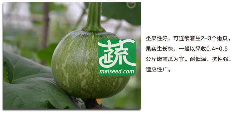 湖南湘妹籽种业 花皮嫩早南瓜种子 肉厚 早熟 高园形 耐低温 南瓜种子 10克装