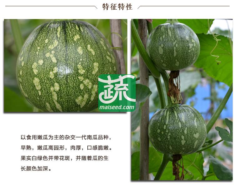 湖南湘妹籽种业 花皮嫩早南瓜种子 肉厚 早熟 高园形 耐低温 南瓜种子 10克装