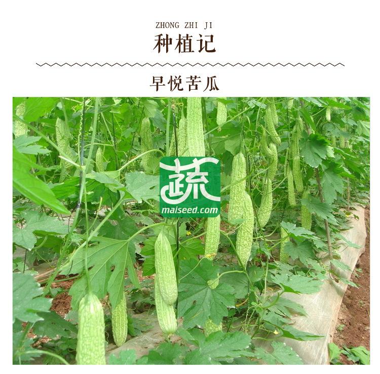 湖南湘妹籽种业 早悦苦瓜种子 肉质较脆 早熟 翠绿色 苦瓜种子 25克装