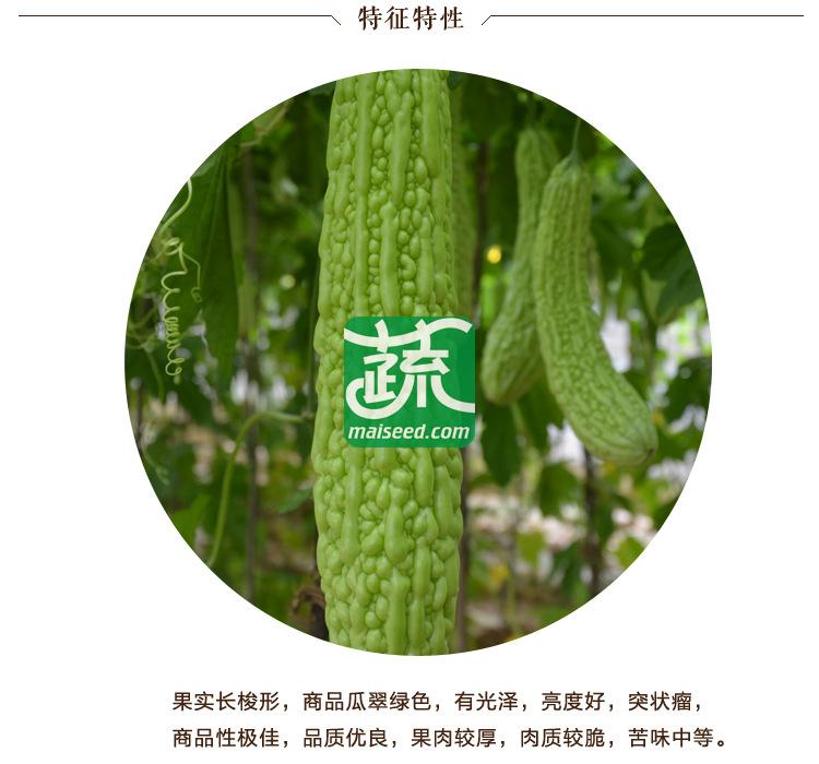 湖南湘妹籽种业 早悦苦瓜种子 肉质较脆 早熟 翠绿色 苦瓜种子 25克装