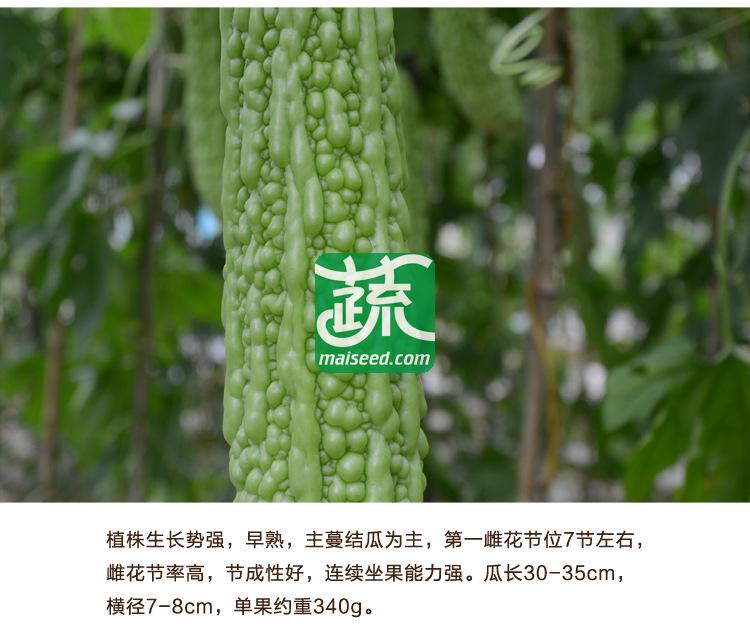 湖南湘妹籽种业 早悦苦瓜种子 肉质较脆 早熟 翠绿色 苦瓜种子 25克装