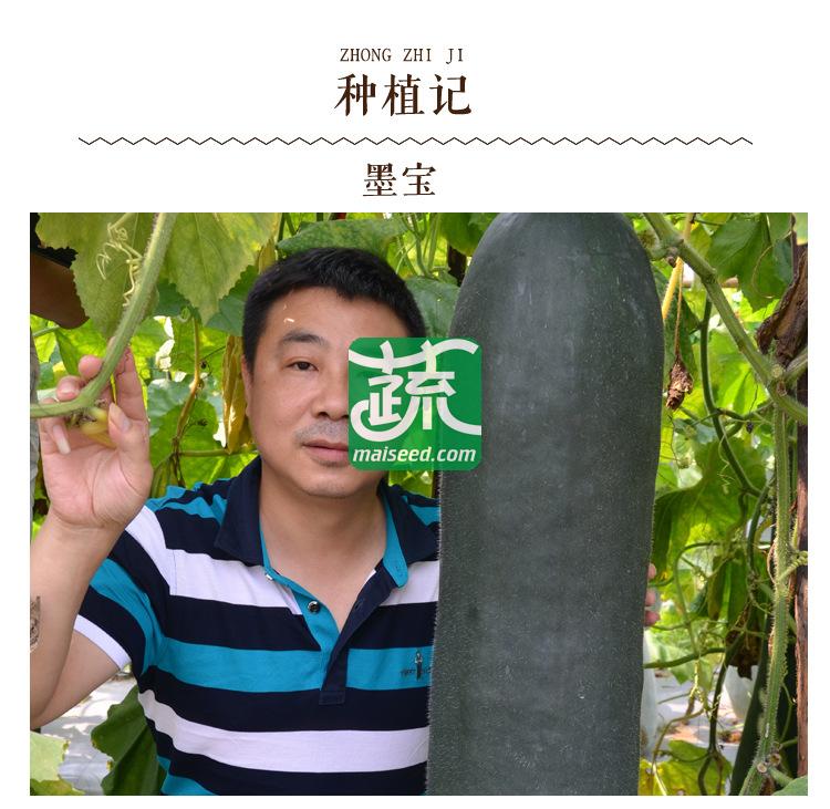 湖南湘妹籽 墨宝冬瓜种子 中熟 长柱形 肉质紧密 抗性强 冬瓜种子 200粒装