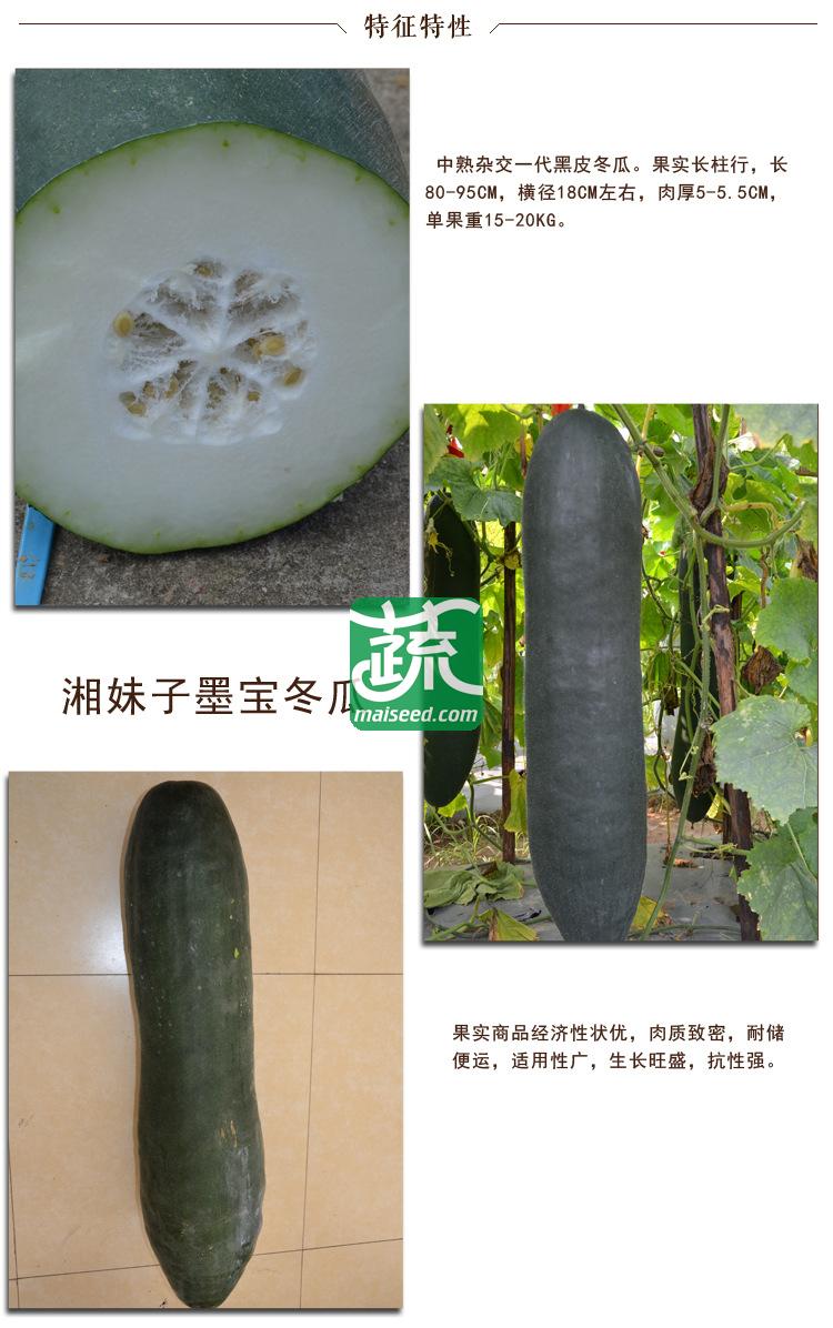 湖南湘妹籽 墨宝冬瓜种子 中熟 长柱形 肉质紧密 抗性强 冬瓜种子 200粒装