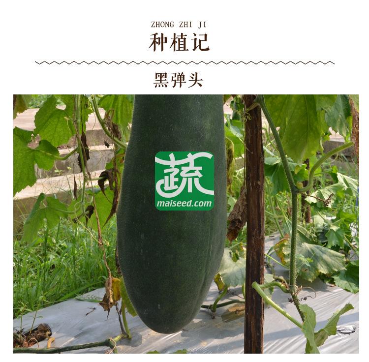 湖南湘妹籽 黑弹头冬瓜种子 中熟 炮弹形 绿色 肉厚 冬瓜种子 200粒装