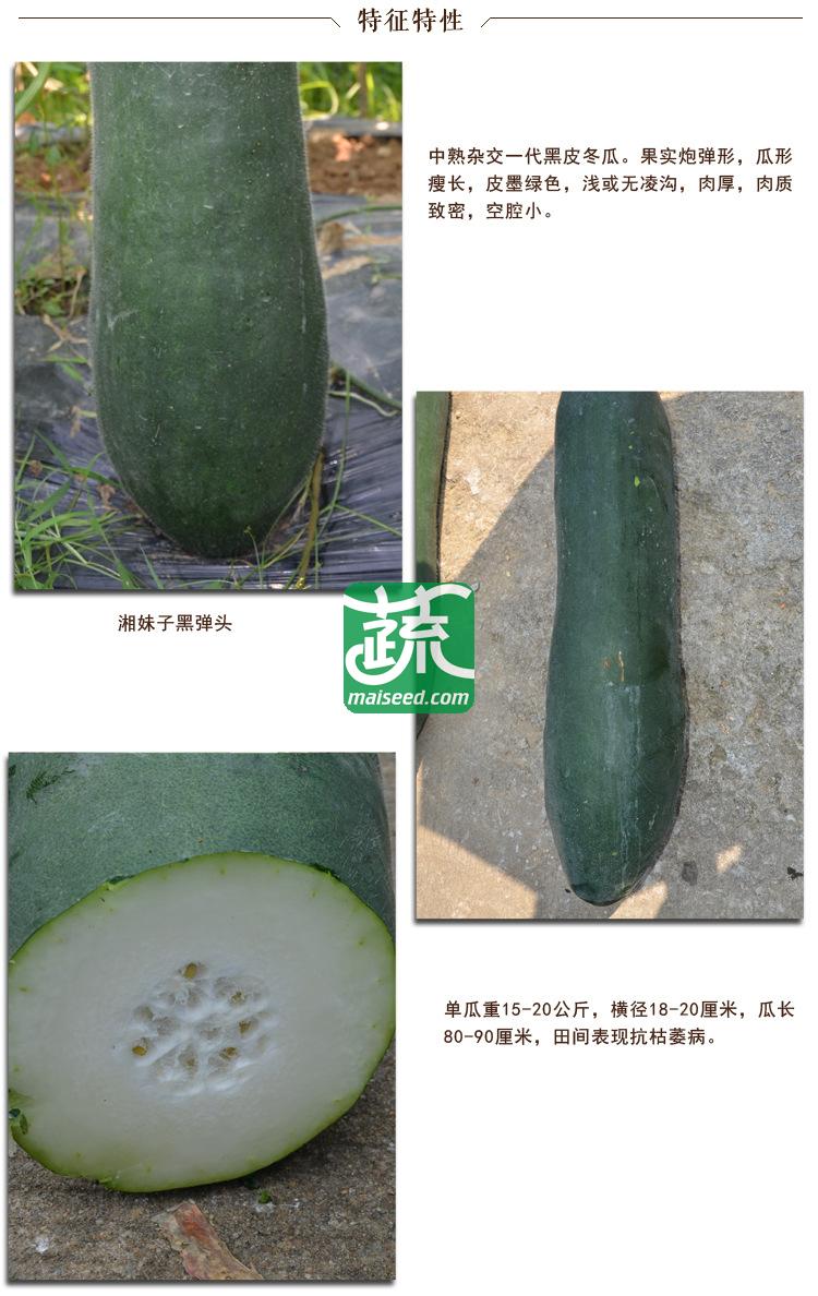 湖南湘妹籽 黑弹头冬瓜种子 中熟 炮弹形 绿色 肉厚 冬瓜种子 200粒装