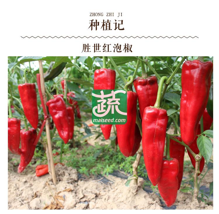 三亚胜世种业 胜世红泡椒种子 单果重130克重左右 辣味适中 耐低温 抗病性强 耐贮运 泡椒种子 8克装
