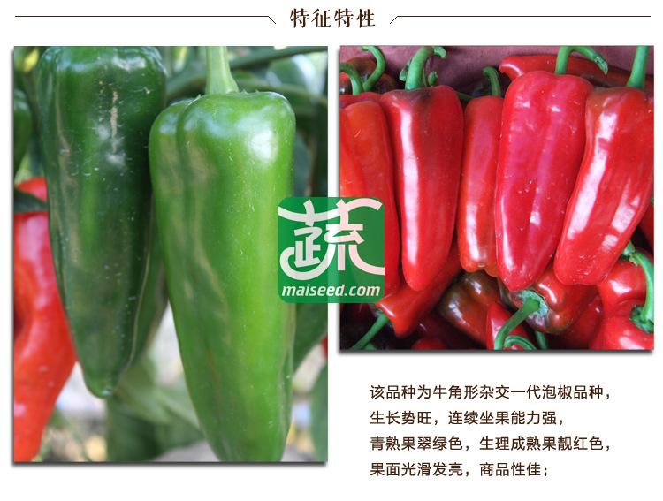 三亚胜世种业 胜世红泡椒种子 单果重130克重左右 辣味适中 耐低温 抗病性强 耐贮运 泡椒种子 8克装