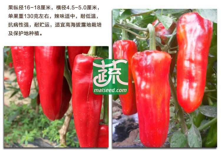 三亚胜世种业 胜世红泡椒种子 单果重130克重左右 辣味适中 耐低温 抗病性强 耐贮运 泡椒种子 8克装