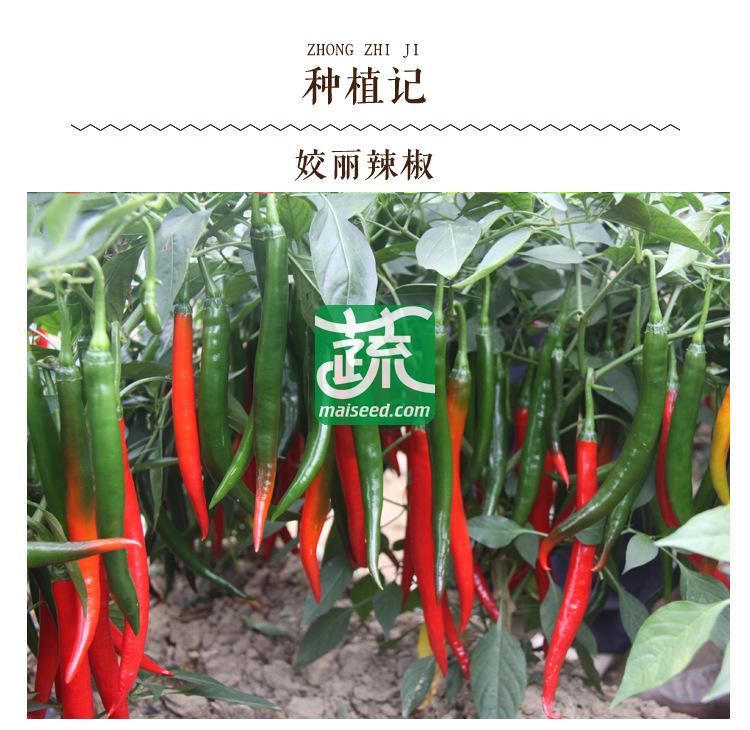 湖南湘妹籽种业 姣丽辣椒种子 果实光滑顺直 皮薄 肉厚 果形整齐美观 辣椒种子 8克装