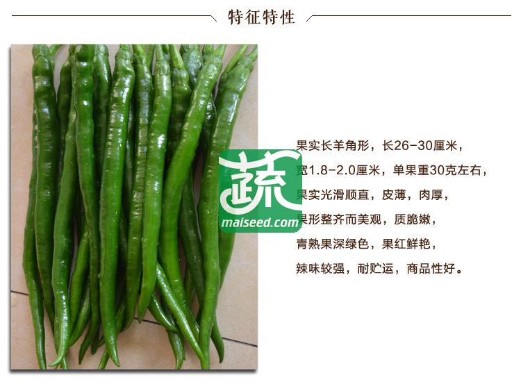 湖南湘妹籽种业 姣丽辣椒种子 果实光滑顺直 皮薄 肉厚 果形整齐美观 辣椒种子 8克装